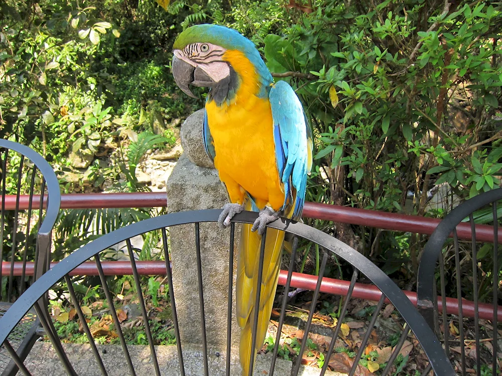 Ara parrot in the zoo Limpopo