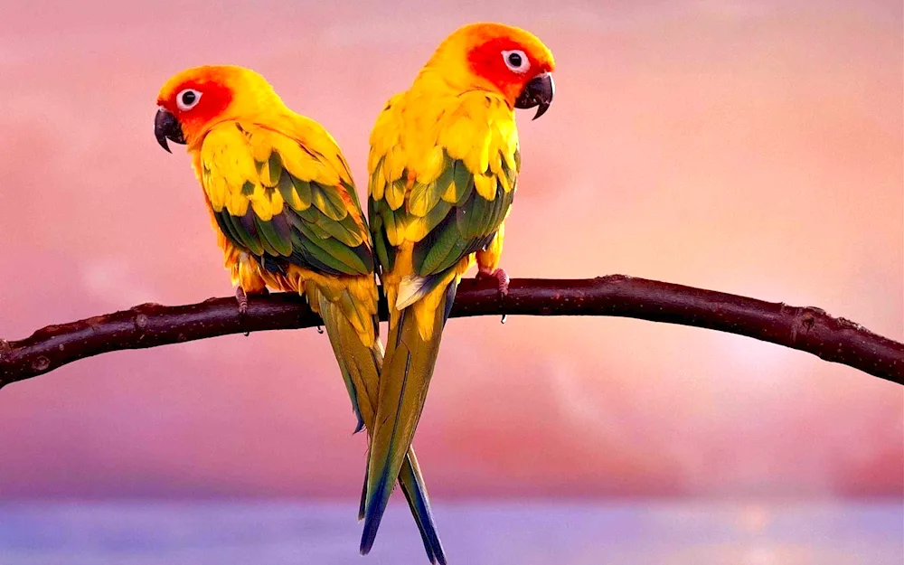 Funny parrots