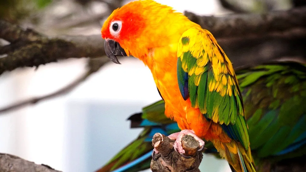 Aratinga parrot