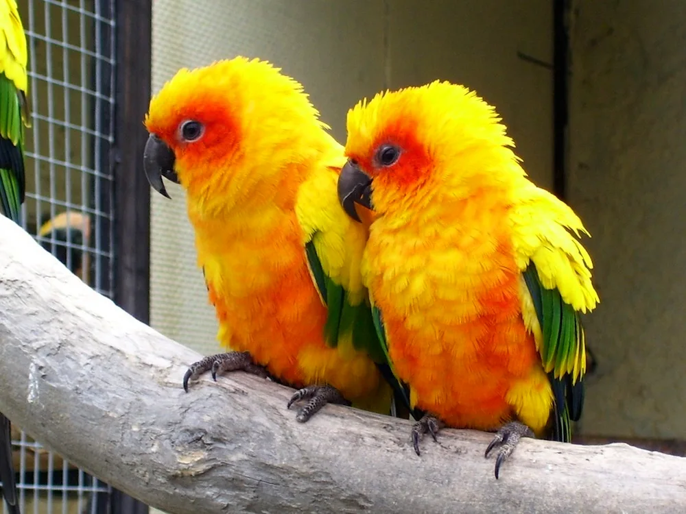 Red-crested parrot