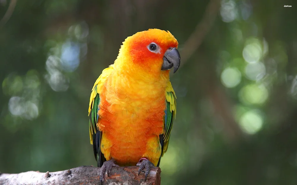 Red-crested parrot