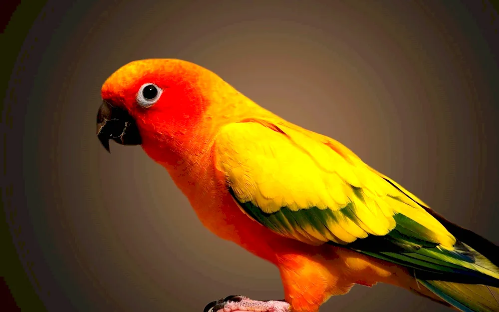 Red Aratinga Parrot