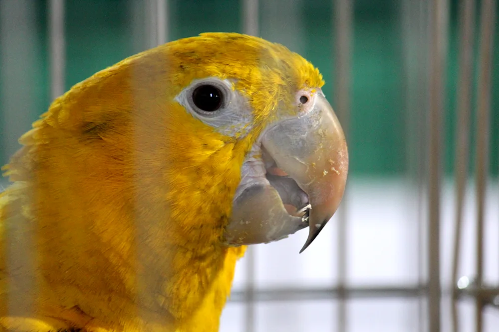 Yellow arating parrot