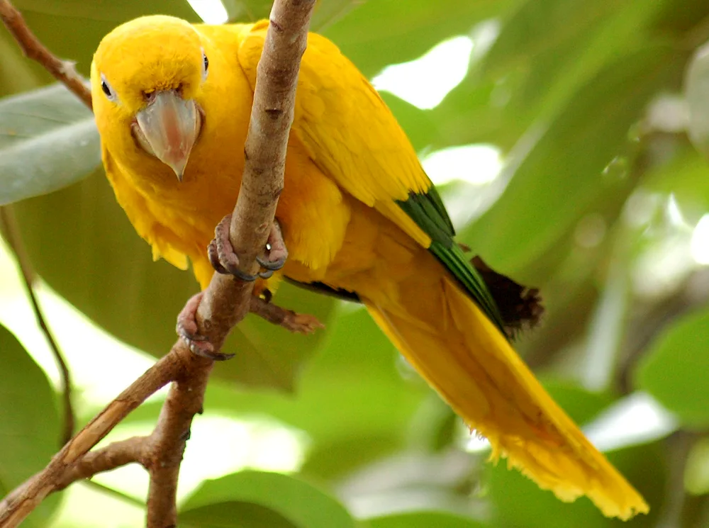 Aratinga parrot yellow