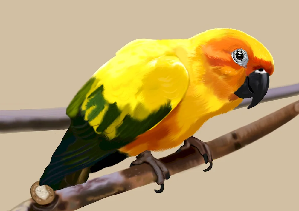 Aratinga parrot yellow