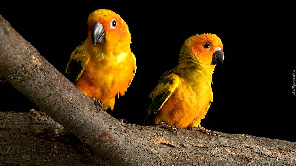 Golden aratinga parrot yellow