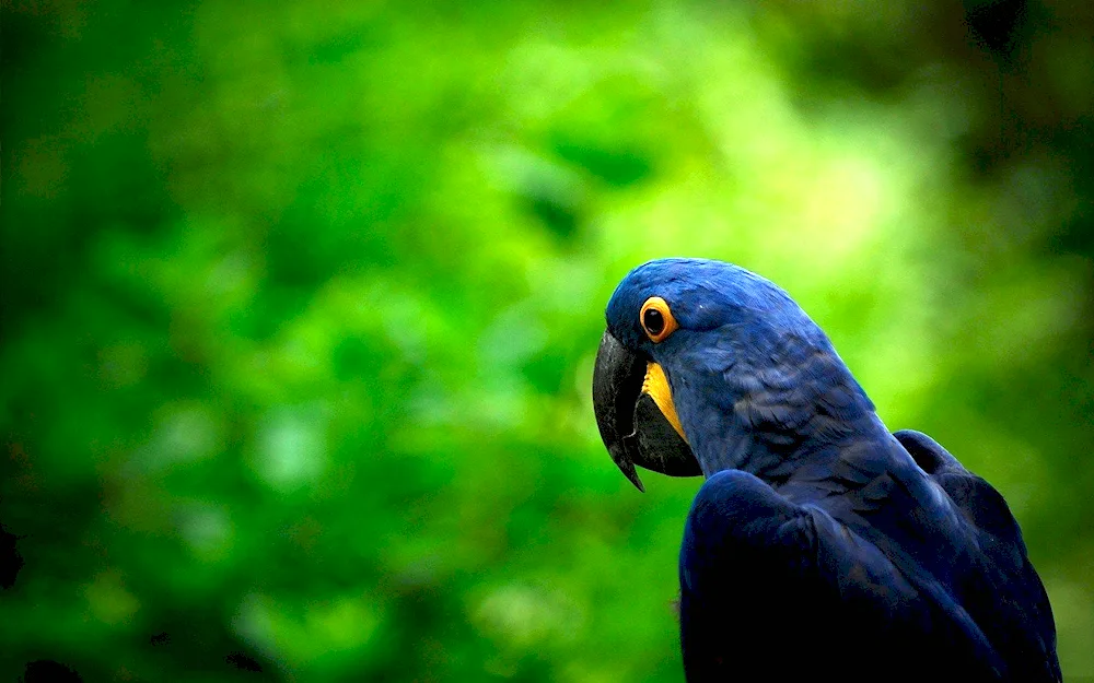 Necklace parrot purple