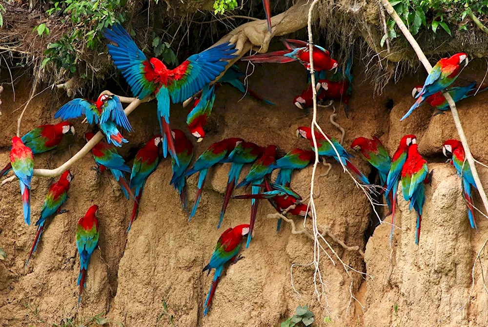 South American parrots