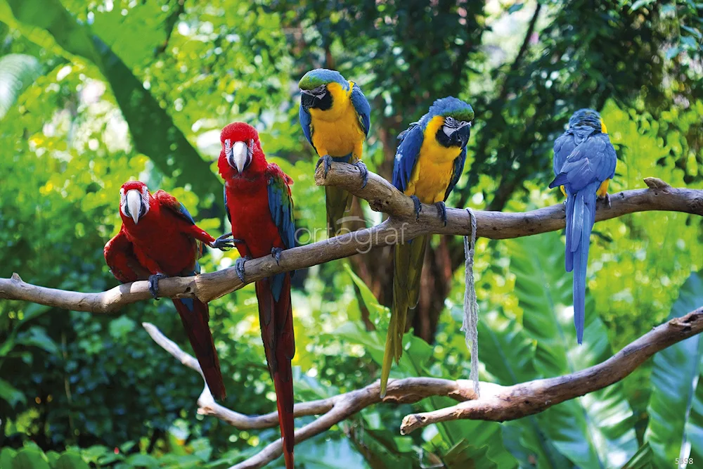 South American parrots