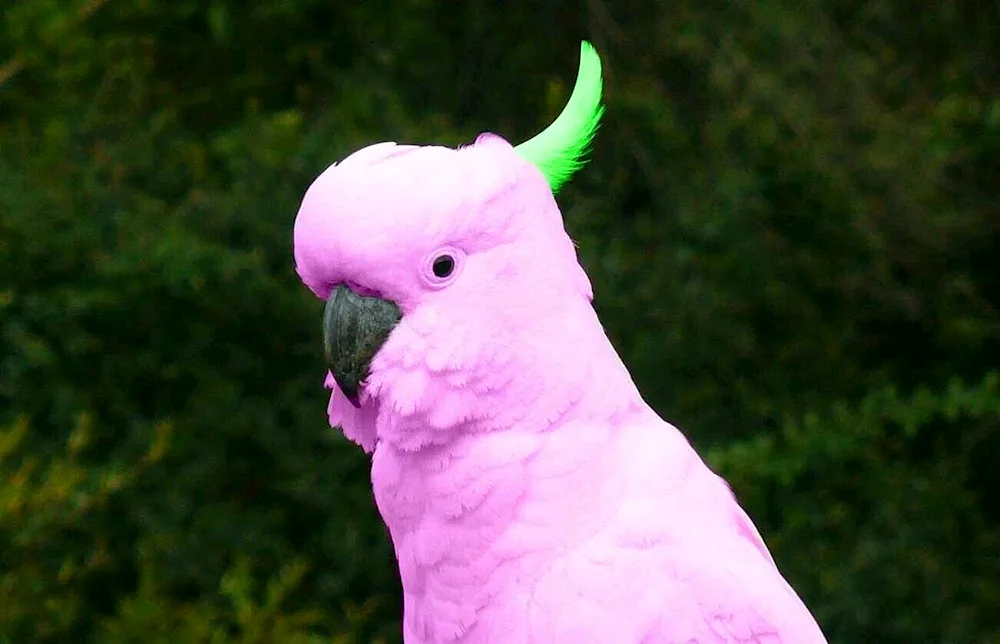 Cockatoo parrot