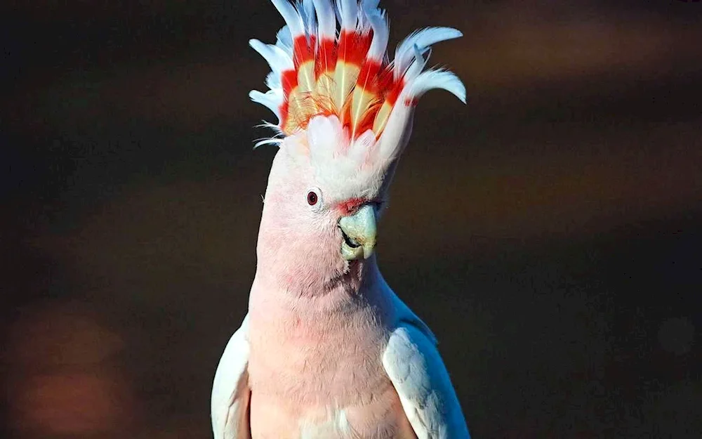 Cockatoo parrot