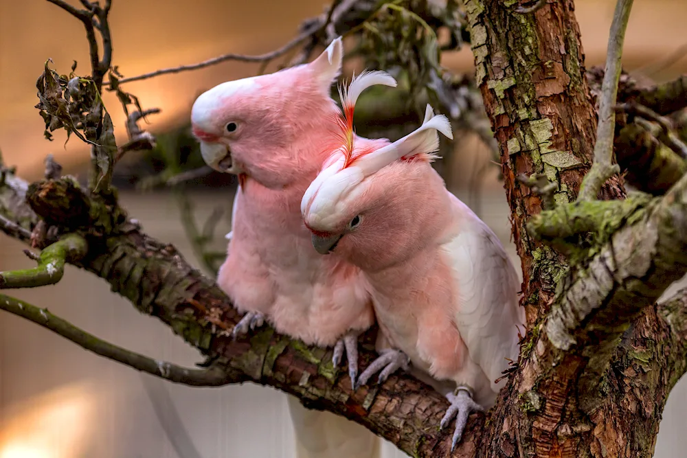 Cockatoo parrot