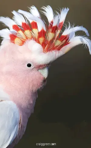 Cockatoo parrot