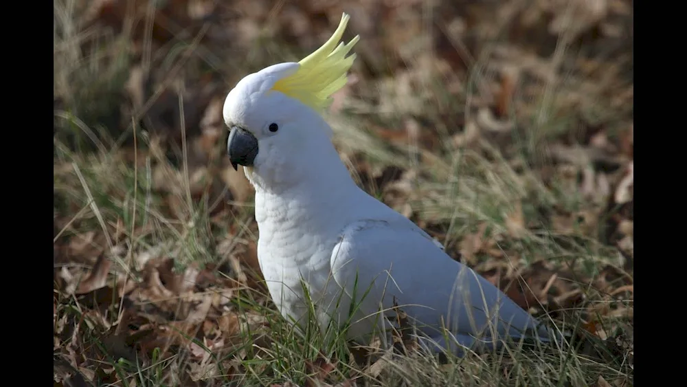 Cockatoo parrot