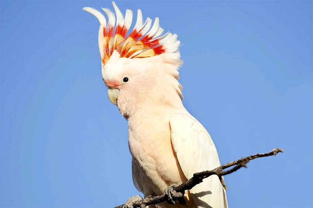 Cockatoo parrot