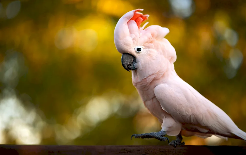 Cockatoo parrot