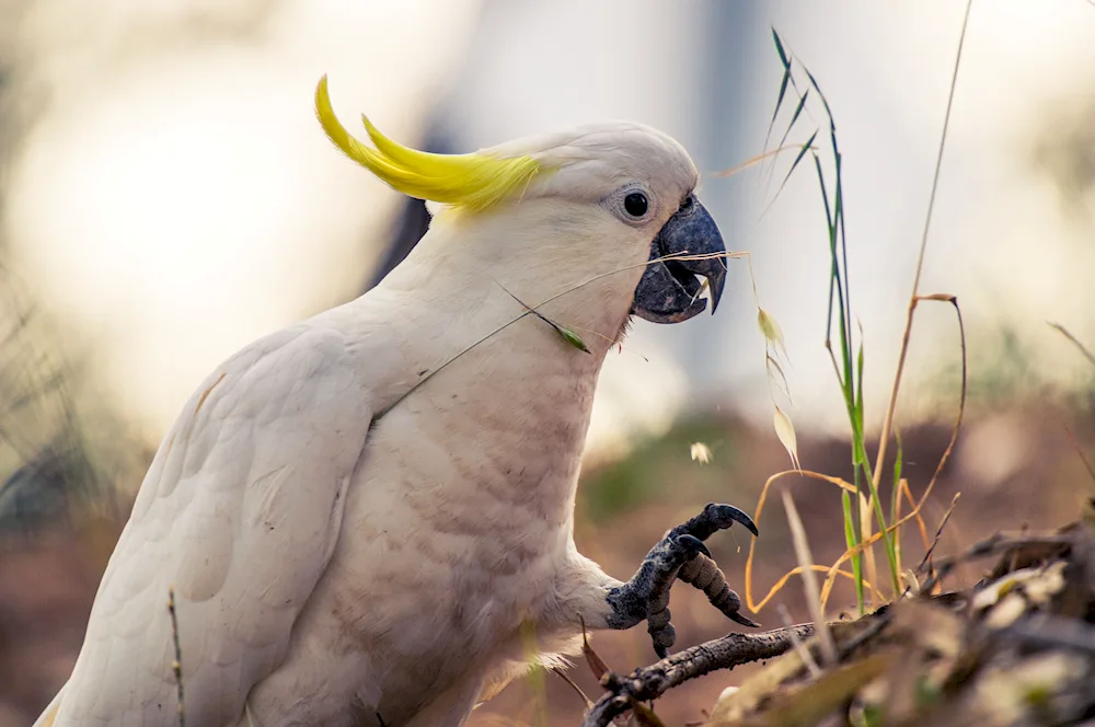 Cockatoo parrot