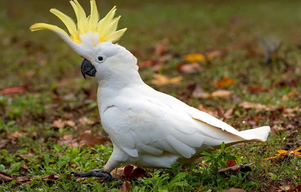 Corella parrot