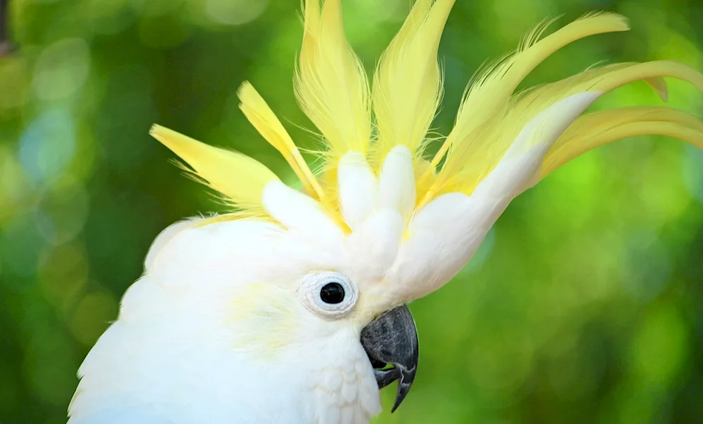 Cockatoo parrot