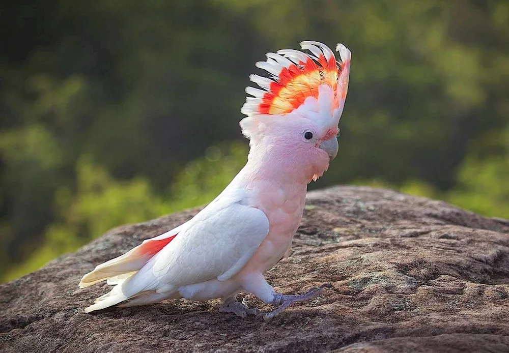 Cockatoo parrot