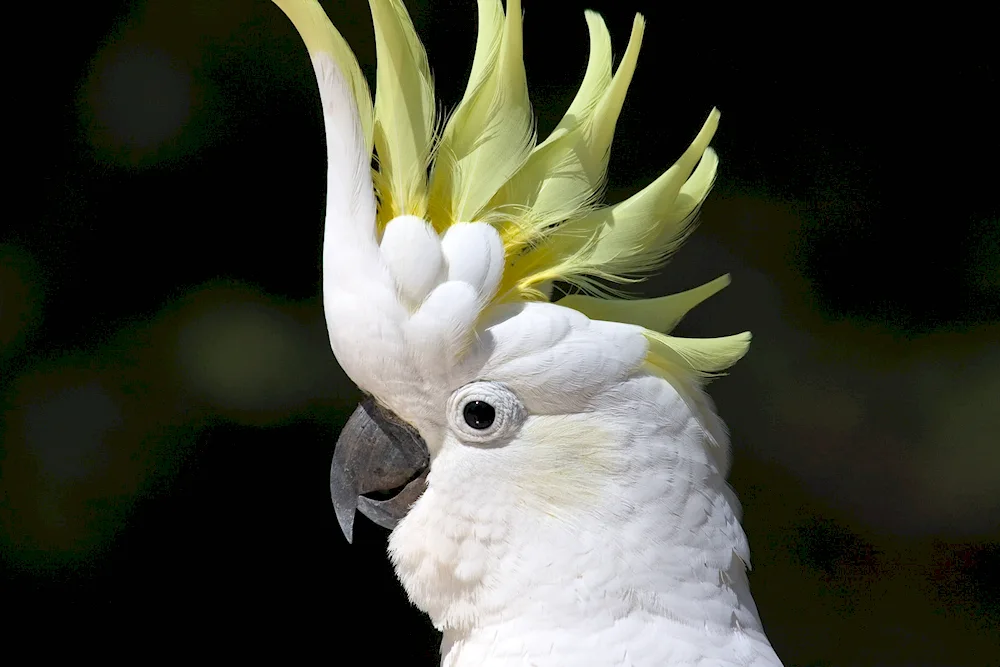 Cockatoo parrot Cockatoo