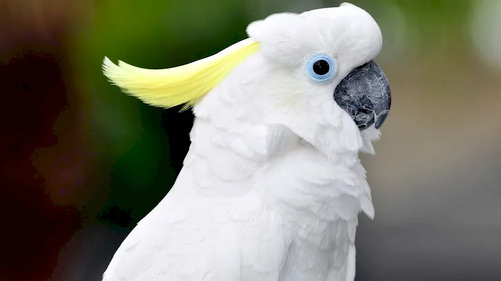 Cockatoo