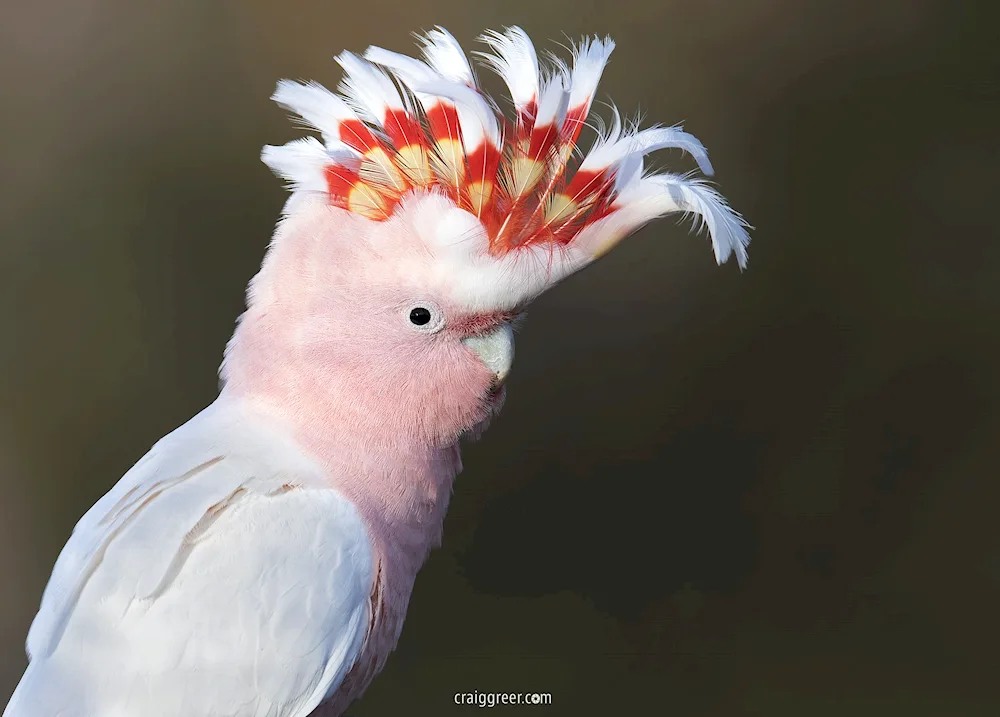 Crested bird Cockatoo parrot