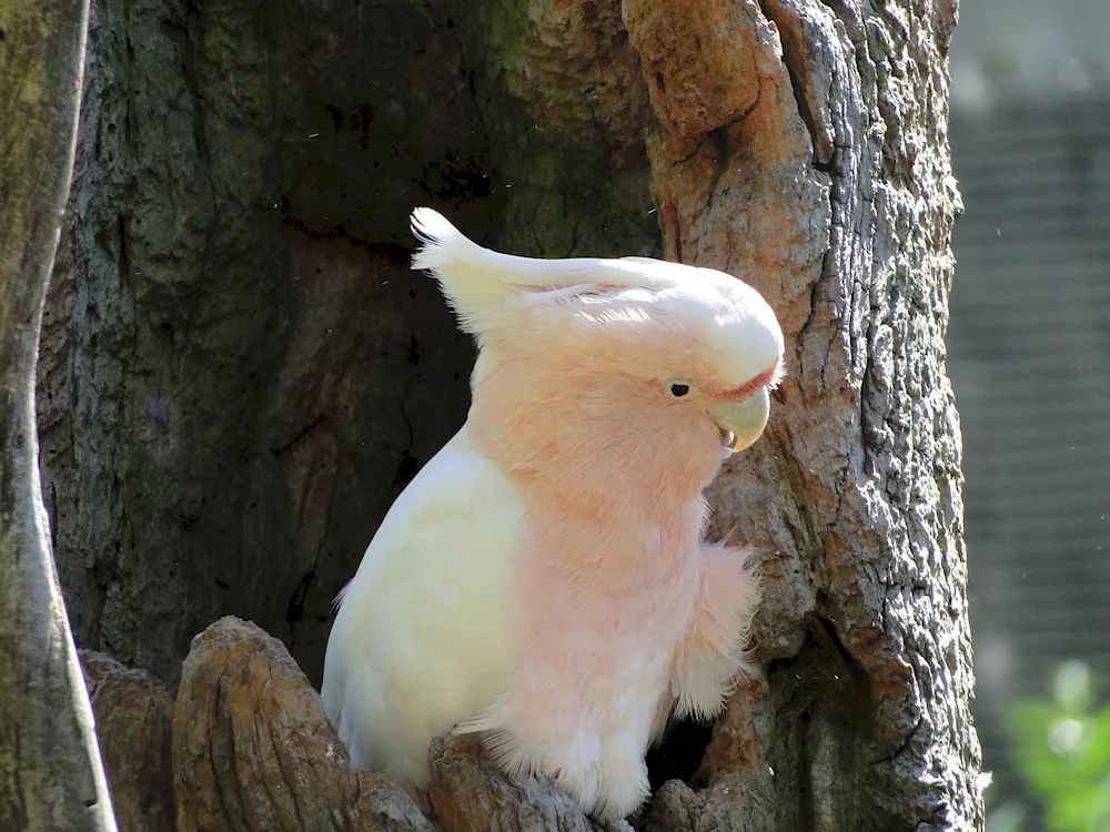 Cockatoo