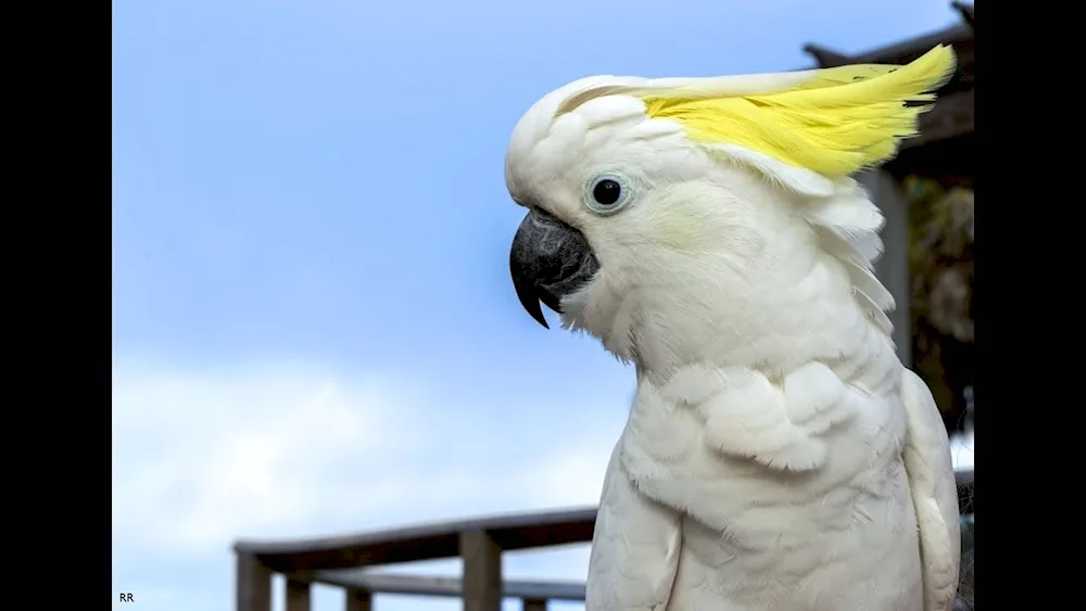 Cockatoo