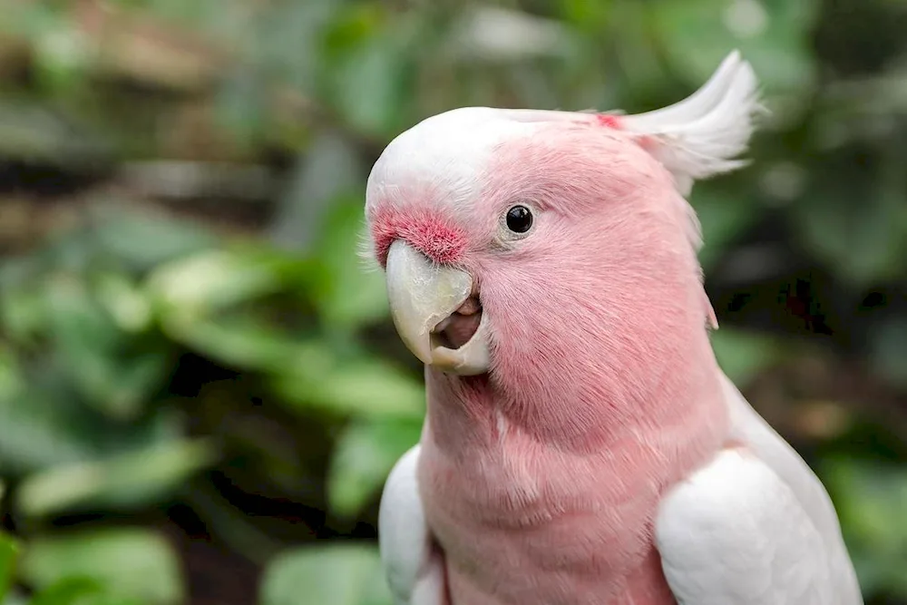 Cockatoo parrot lutino