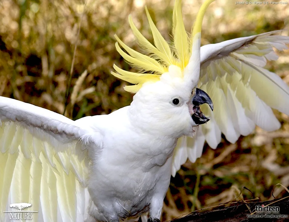 White cockatoo