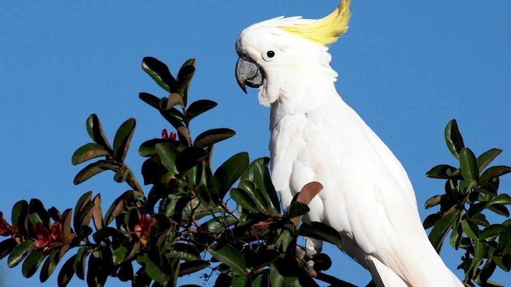 Cockatoo parrot