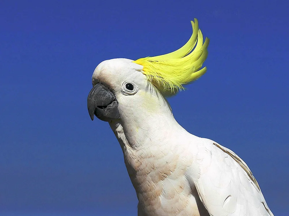 Cockatoo parrot