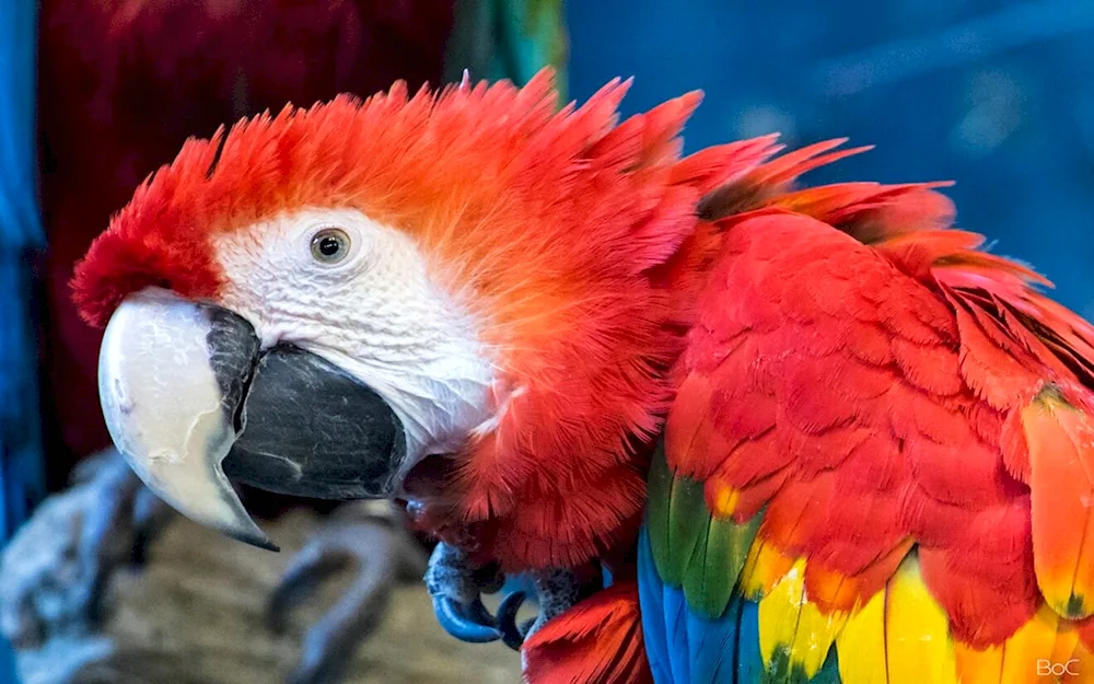 Cockatoo parrot