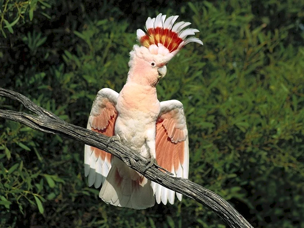 Cockatoo parrot