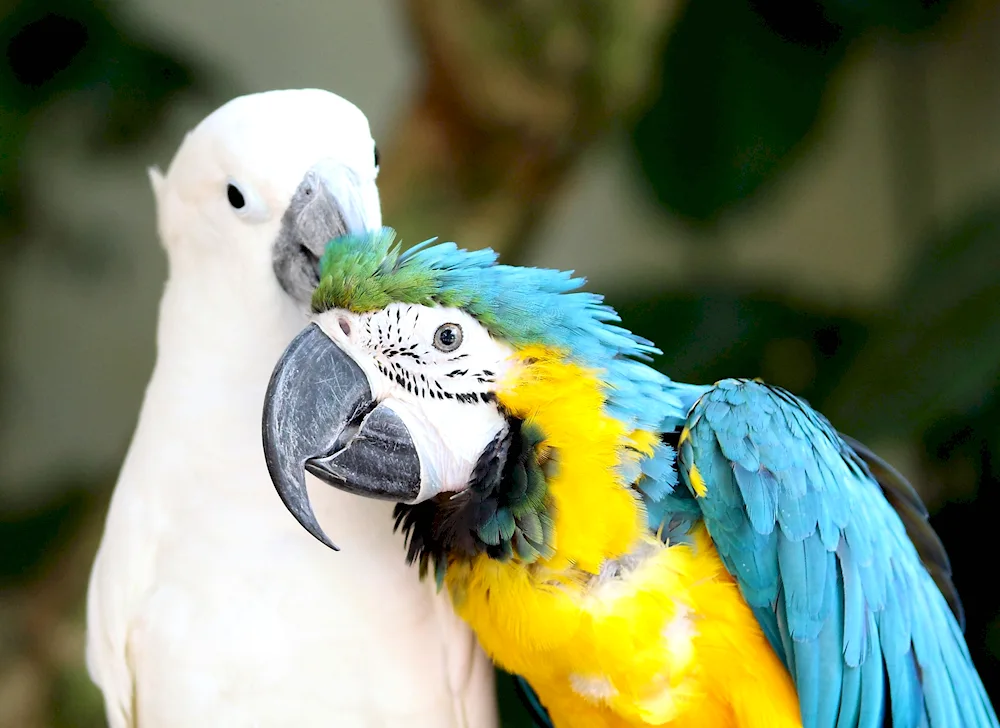 Cockatoo parrot