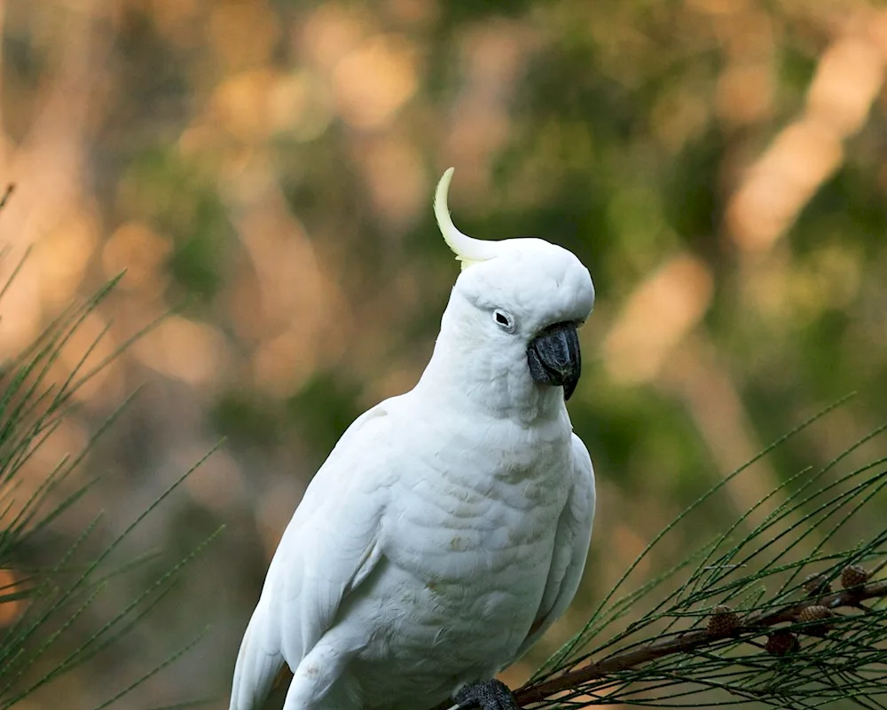 White cockatoo parrot