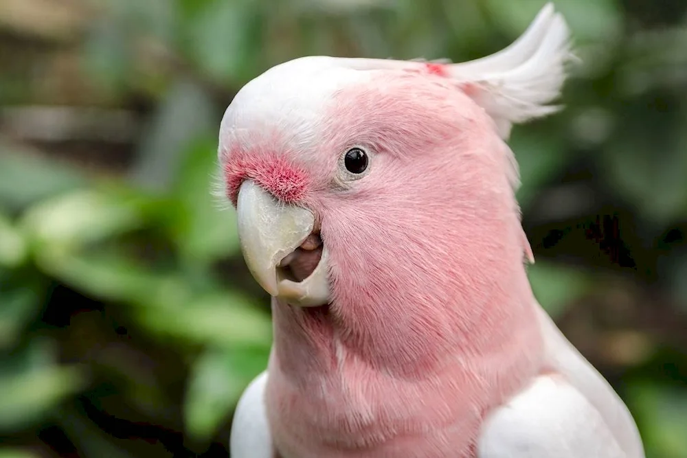 Cockatoo parrots Gala