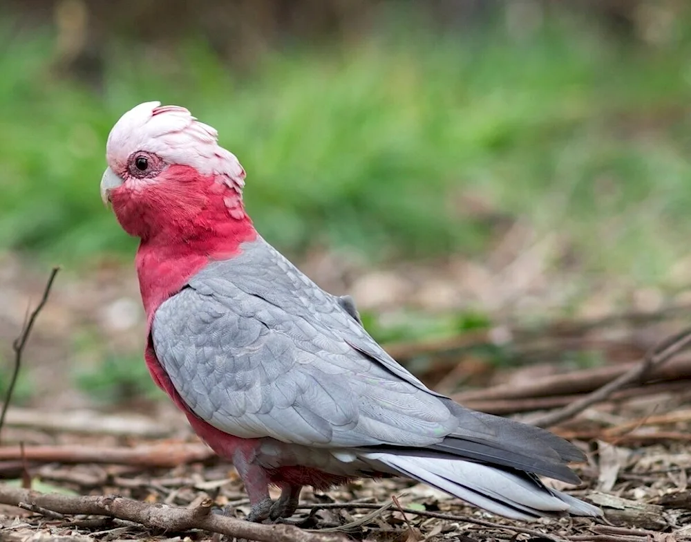 Cockatoo parrots Gala