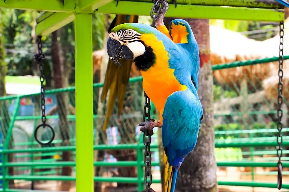 White-headed CIP In Moscow Zoo