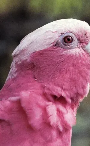 Cockatoo parrot pink