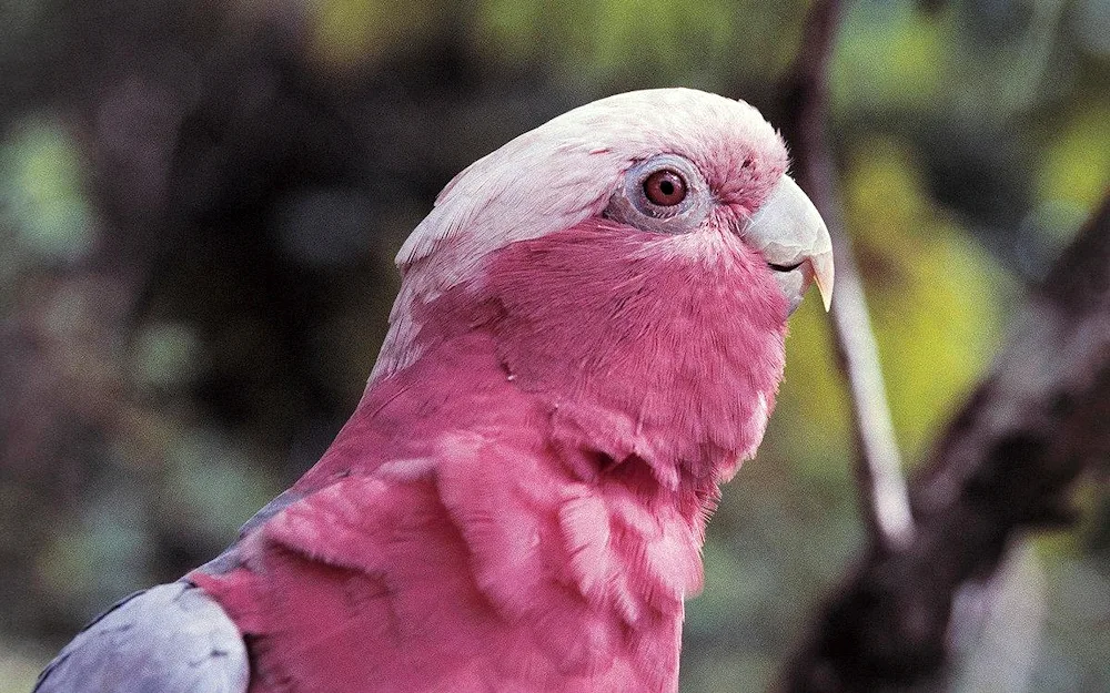 Cockatoo parrot pink