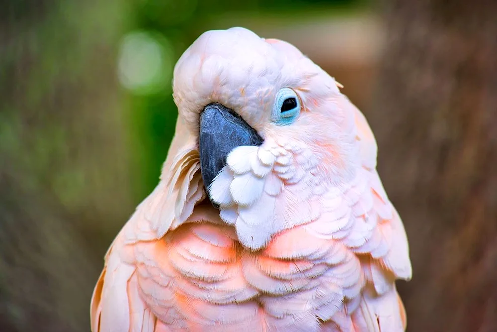 Cockatoo parrot pink