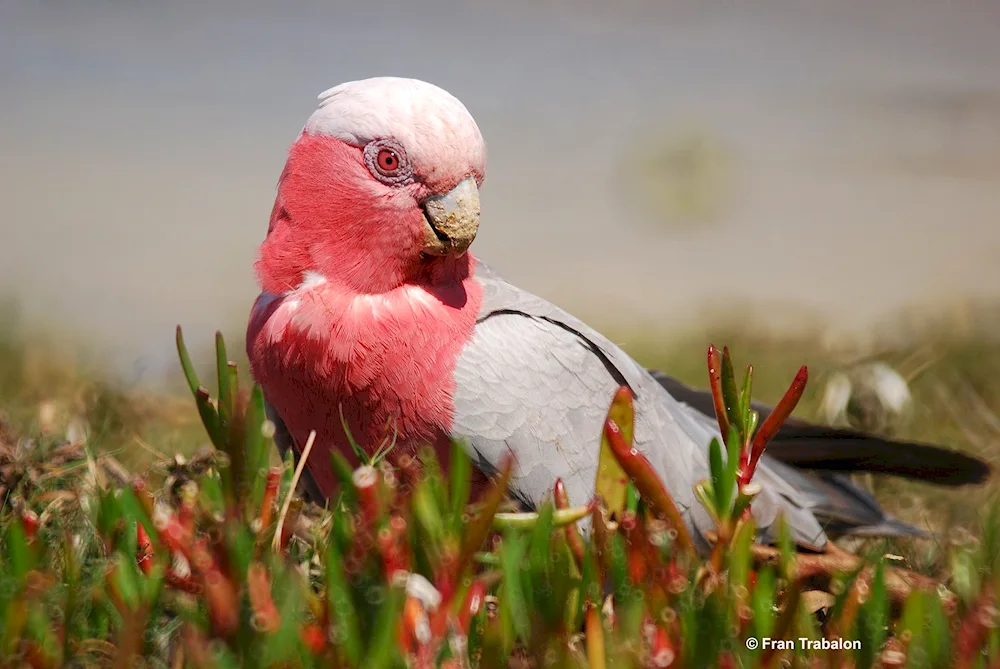 Cockatoo parrots pink