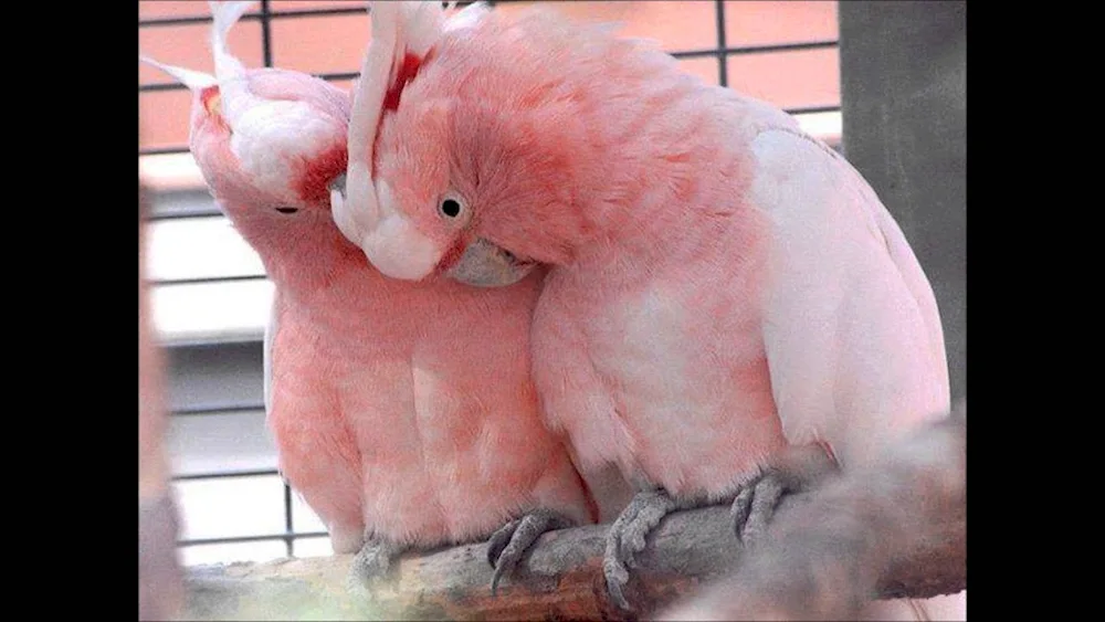 Cockatoo parrot pink