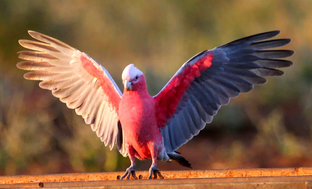 Cockatoo parrot pink