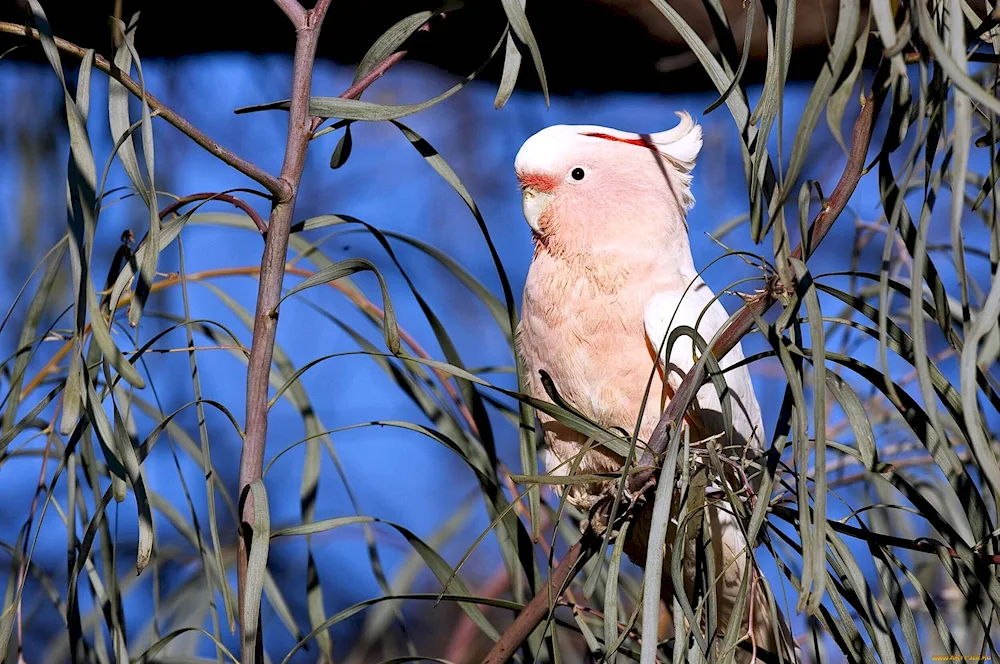 Cockatoo parrot pink