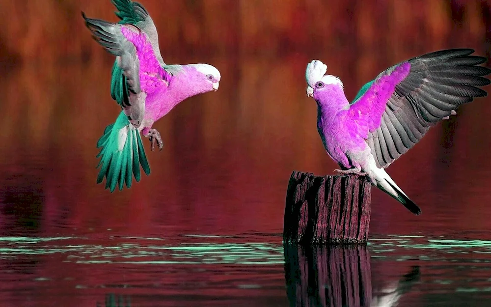 Cockatoo parrot pink