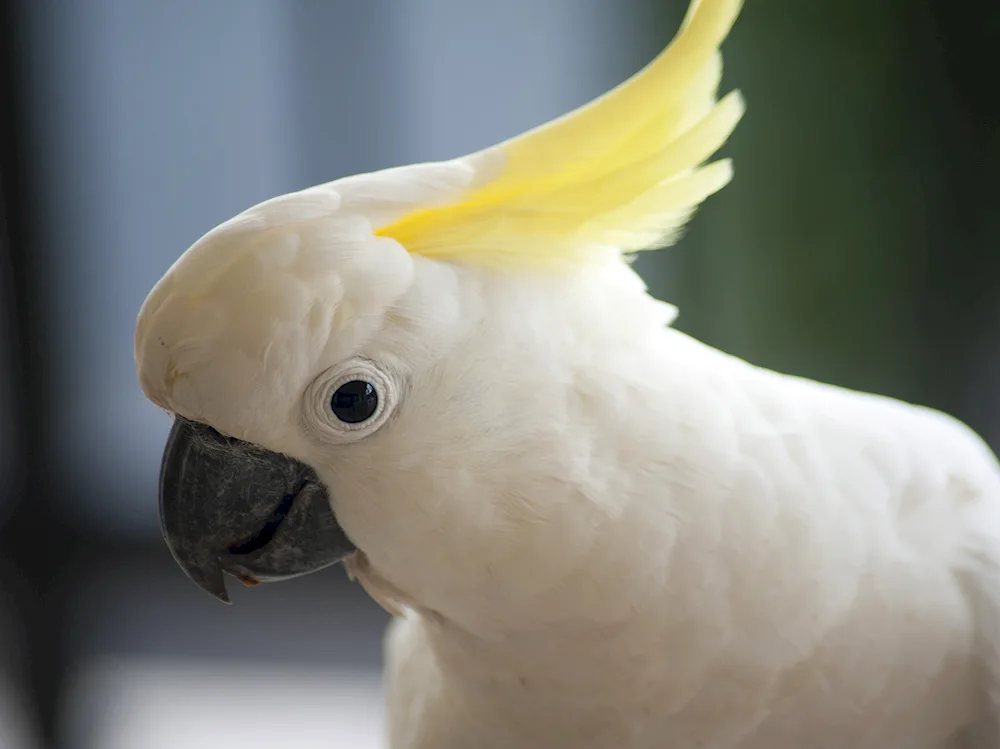 Cockatoo