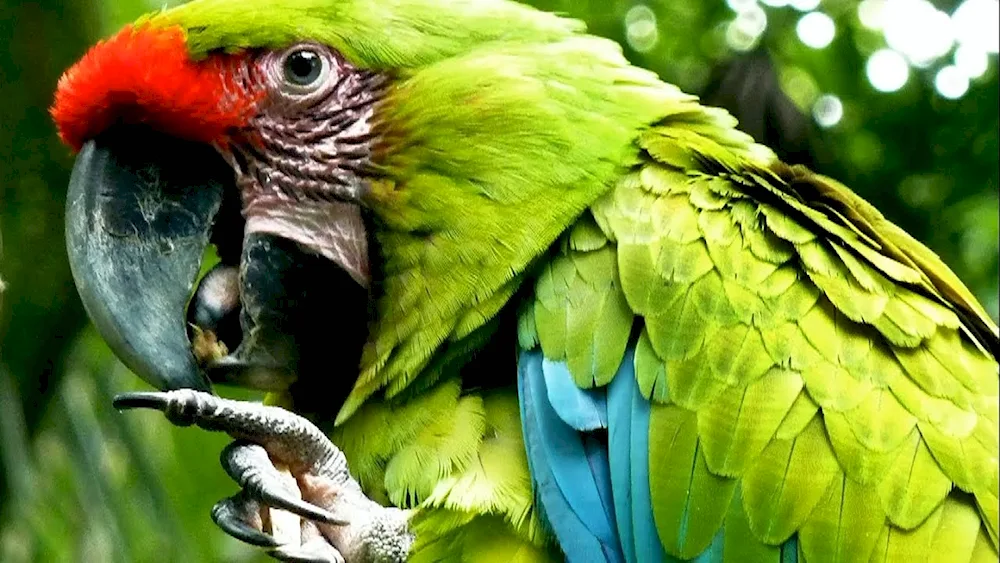 Cockatoo parrot green